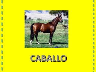 CABALLOCABALLO
 