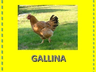 GALLINAGALLINA
 