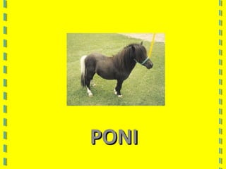 PONIPONI
 