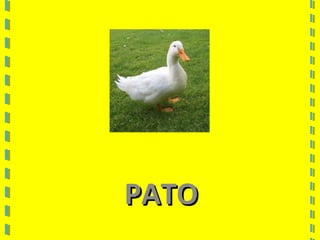 PATOPATO
 