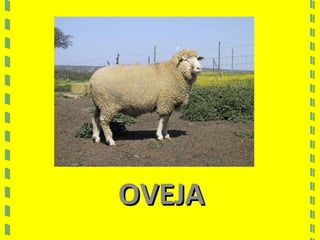 OVEJAOVEJA
 