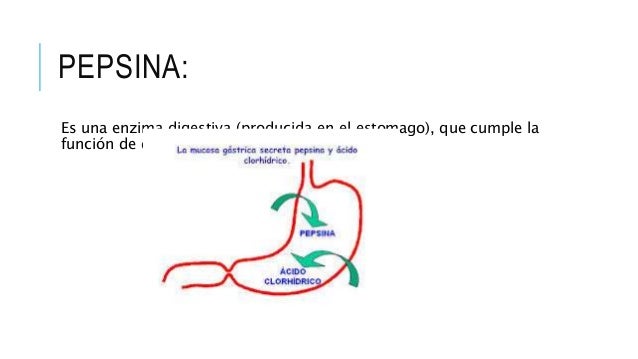 Vocabulario aparato digestivo