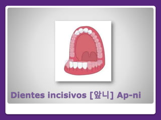 Dientes incisivos [앞니] Ap-ni
 