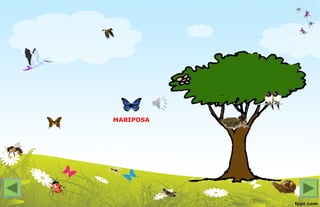 MARIPOSA
 