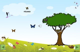 PÁJARO
 