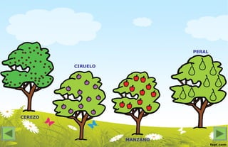 CEREZO
CIRUELO
MANZANO
PERAL
 