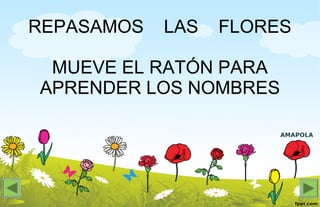 AMAPOLA
REPASAMOS LAS FLORES
MUEVE EL RATÓN PARA
APRENDER LOS NOMBRES
 