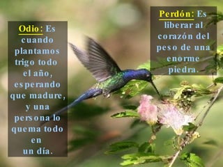 Odio:  Es cuando plantamos trigo todo  el año, esperando que madure, y una persona lo quema todo en  un día. Perdón:  Es liberar al corazón del peso de una enorme piedra. 