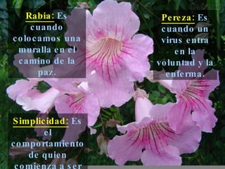 Rabia:  Es cuando colocamos una muralla en el camino de la paz. Pereza:  Es cuando un virus entra en la voluntad y la enferma. Simplicidad:  Es el comportamiento de quien comienza a ser sabio. 