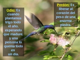 Odio:  Es cuando plantamos trigo todo  el año, esperando que madure, y una persona lo quema todo en  un día. Perdón:  Es liberar al corazón del peso de una enorme piedra. 