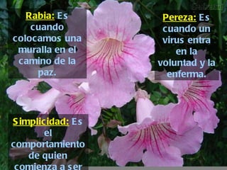 Rabia:  Es cuando colocamos una muralla en el camino de la paz. Pereza:  Es cuando un virus entra en la voluntad y la enferma. Simplicidad:  Es el comportamiento de quien comienza a ser sabio. 