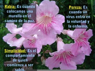 Rabia: Es cuando
colocamos una
muralla en el
camino de la paz.
Pereza: Es
cuando un
virus entra en
la voluntad y
la enferma.
Simplicidad: Es el
comportamiento
de quien
comienza a ser
 