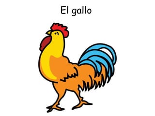 El gallo  