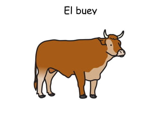El buey 
