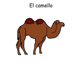 El camello 