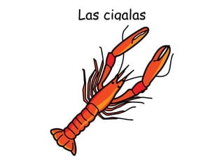 Las cigalas 