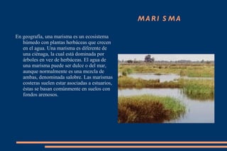 MARISMA En geografía, una marisma es un ecosistema húmedo con plantas herbáceas que crecen en el agua. Una marisma es diferente de una ciénaga, la cual está dominada por árboles en vez de herbáceas. El agua de una marisma puede ser dulce o del mar, aunque normalmente es una mezcla de ambas, denominada salobre. Las marismas costeras suelen estar asociadas a estuarios, éstas se basan comúnmente en suelos con fondos arenosos. 