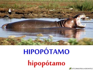 HIPOPÓTAMO
hipopótamo
 