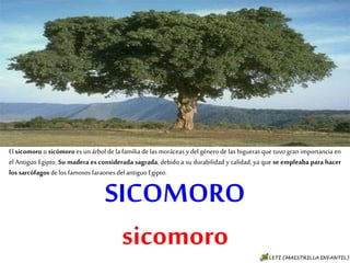 SICOMORO
sicomoro
El sicomoro o sicómoro es un árbol de la familia de las moráceas y del género de las higueras que
tuvo gran importancia en el Antiguo Egipto. Su madera es considerada sagrada, debido a su
durabilidad y calidad, ya que se empleaba para hacer los sarcófagos de los famosos faraones del
antiguo Egipto.
 