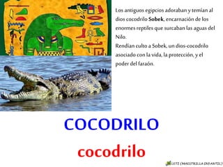 COCODRILO
cocodrilo
Los antiguos egipcios adoraban y
temían al dios cocodrilo Sobek,
encarnación de los enormes
reptiles que surcaban las aguas
del Nilo.
Rendían culto a Sobek, un dios-
cocodrilo asociado con la vida, la
protección, y el poder del faraón.
 