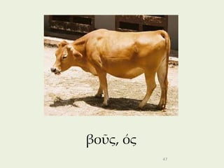 βοῦς, ός
           47
 