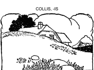 COLLIS, -IS




              17
 