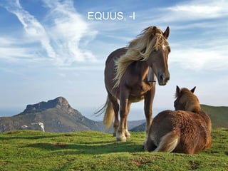 EQUUS, -I




            32
 