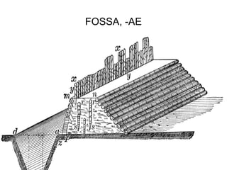 FOSSA, -AE




             40
 