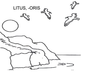LITUS, -ORIS




               60
 