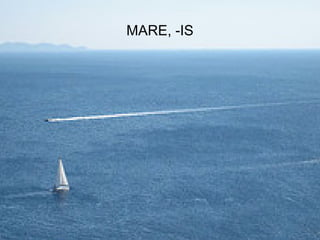 MARE, -IS




            62
 