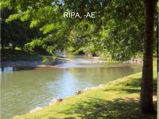 RIPA, -AE




            86
 