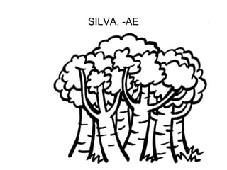 SILVA, -AE




             92
 