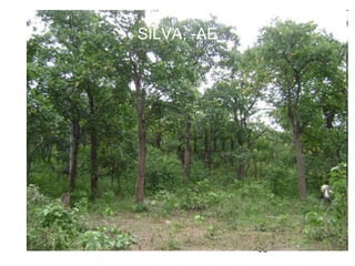 SILVA, -AE




             93
 