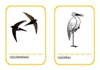 GOLONDRINAS CIGÜEÑAS