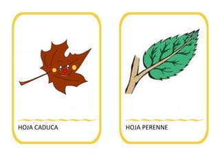 HOJA CADUCA HOJA PERENNE