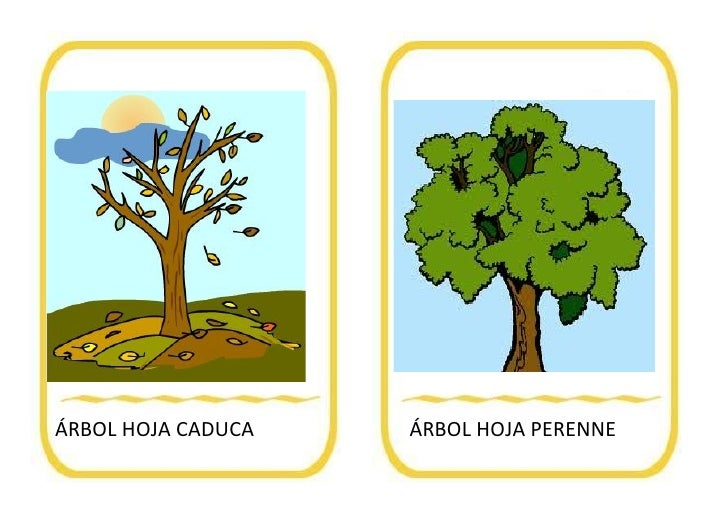 Resultado de imagen de árboles de hoja caducay perenne 2º primaria