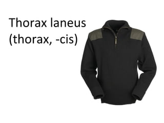 Thorax laneus
(thorax, -cis)
 