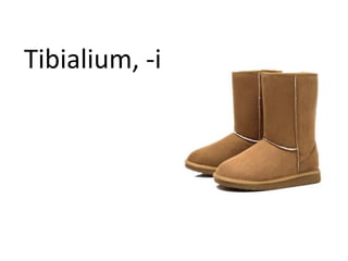 Tibialium, -i
 