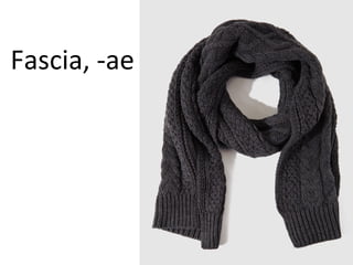 Fascia, -ae
 