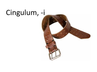 Cingulum, -i
 