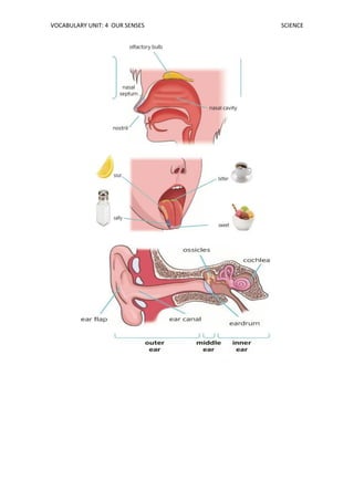 VOCABULARY UNIT: 4 OUR SENSES SCIENCE