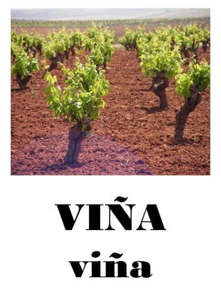 VIÑA
viña
 