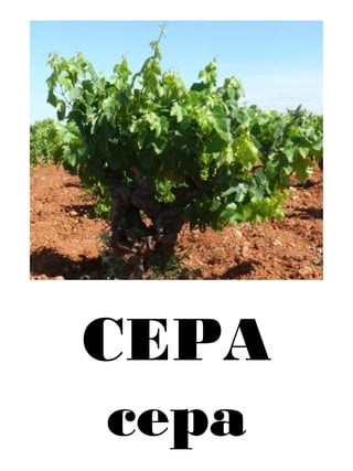 CEPA
cepa