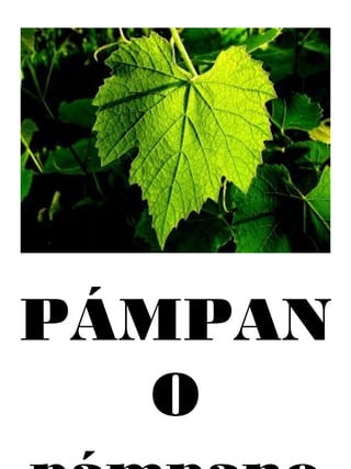 PÁMPAN
O
