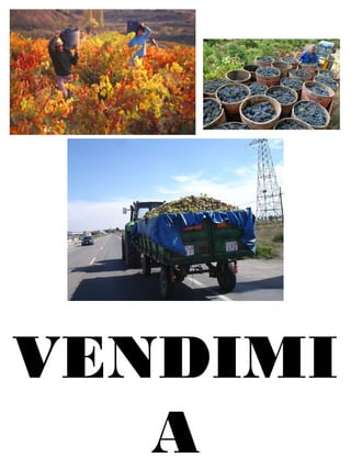 VENDIMI
A