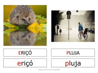 ERIÇÓ 
eriçó 
PLUJA 
pluja 
fototeca infantil de florimarga@ 
 