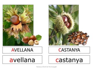 AVELLANA 
avellana 
CASTANYA 
castanya 
fototeca infantil de florimarga@ 
 