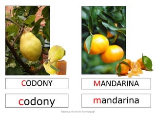 CODONY 
codony 
MANDARINA 
mandarina 
fototeca infantil de florimarga@ 
 