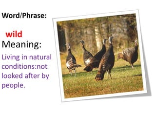 wild
Meaning:
Living in natural
conditions:not
looked after by
people.
Word/Phrase:
 