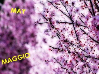 MAGGIO
MAY
 